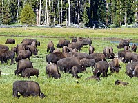 Yellowstone (12).JPG